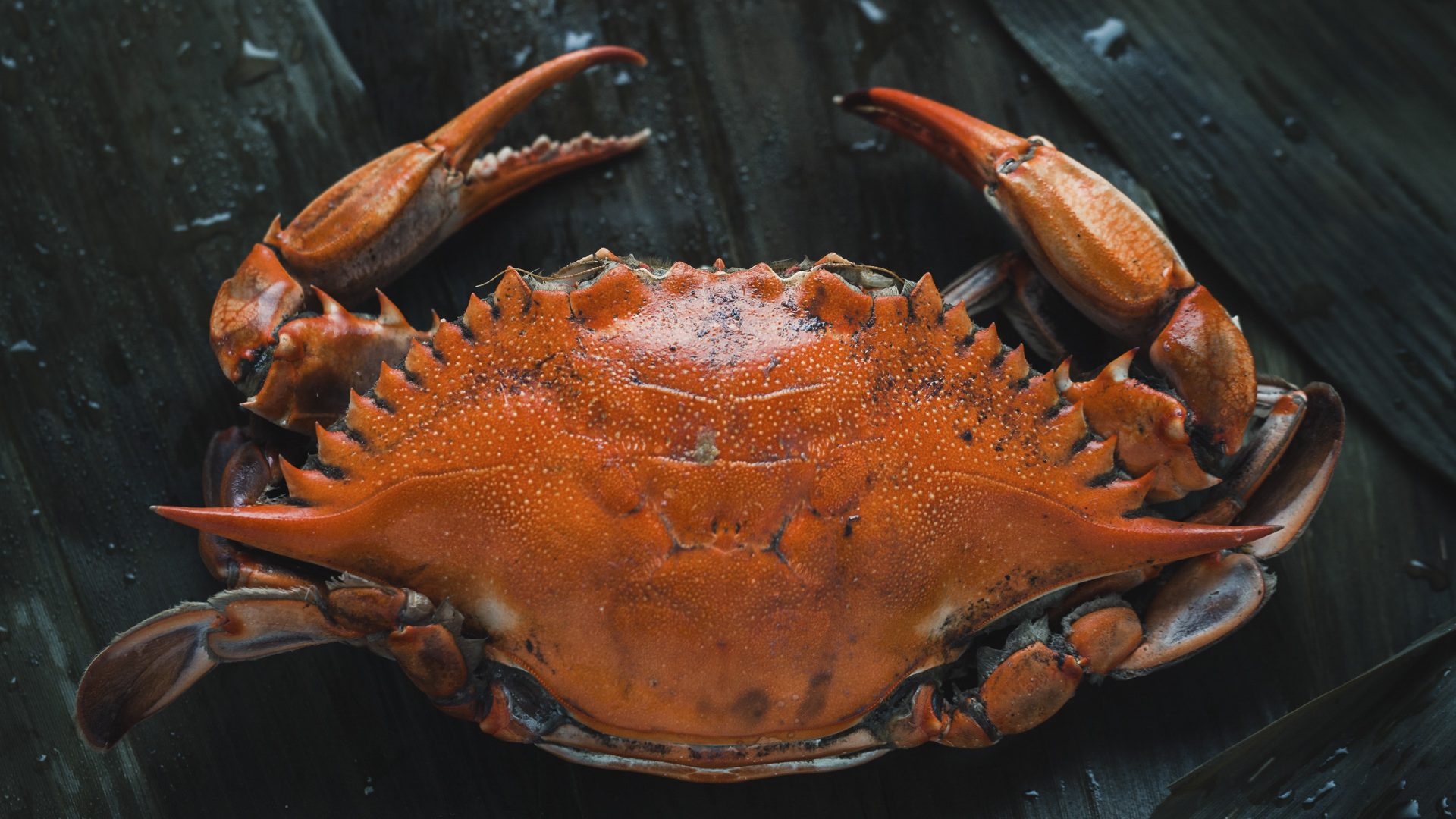 Maryland Crabs: A Guide to the East Coast's Essential Summer Feast
