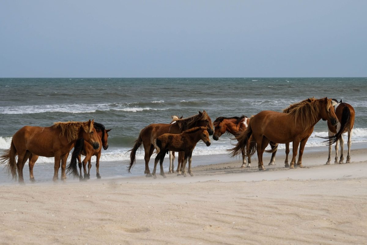 Assateague Island National Seashore Chincoteague Island